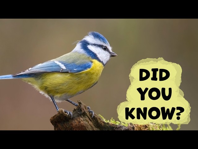 BLUE TIT Species Guide