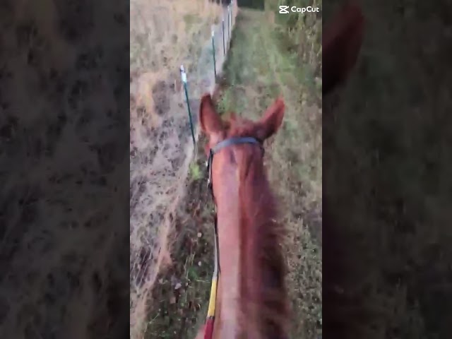 Posting my Christmas content next week!! 🎄 | #shorts #equestrian #showjumping #hacking #eq #fypシ