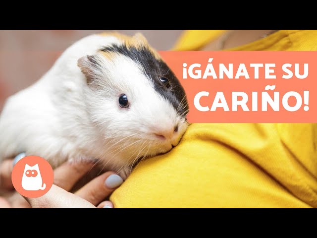 How to EARN a GUINEA PIG'S TRUST? 🐹 (4 Key Tips)