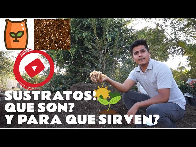 ¿QUE ES UN SUSTRATO? 🌱🌼🌷