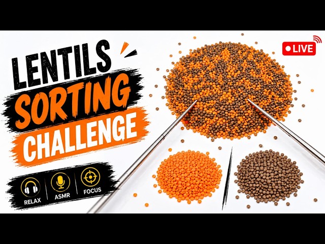 🔴 LIVE Satisfying Red & Black Lentil Sorting | Deep Focus & Sleep ASMR