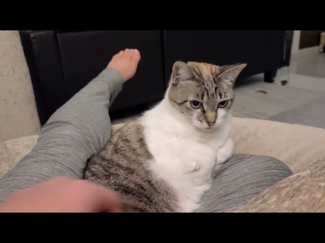 Cat logic: I sit on you, but you cannot pet me