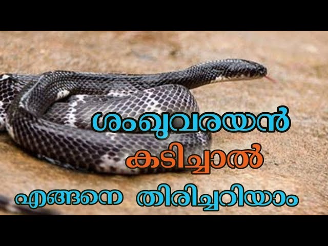 Common Krait / ശംഖുവരയൻ/വെള്ളിക്കെട്ടൻ