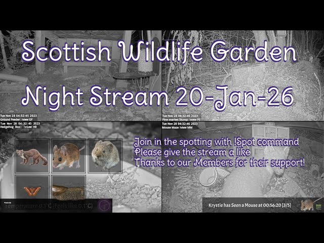 LIVE 🔴 Bird Feeders, Wildlife Cameras Scotland UK from Scottish Wildlife Garden