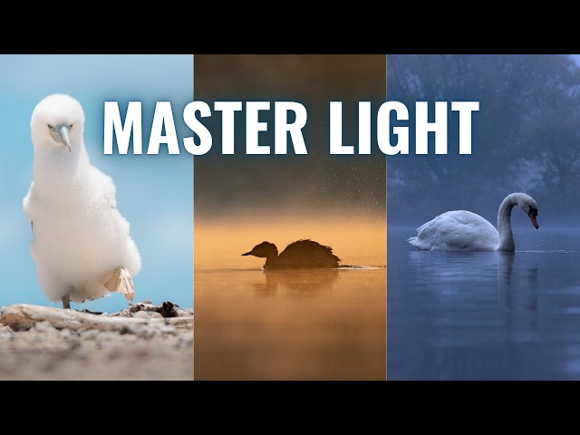 Stop Blaming the Light for Your Bad Wildlife Photos