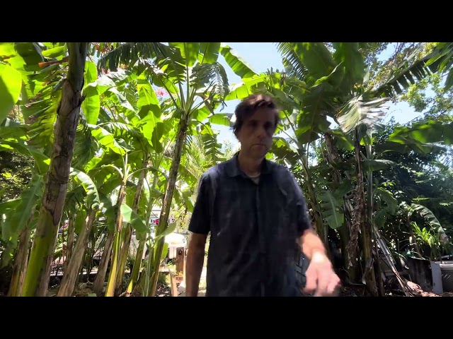 How to harvest bananas