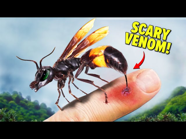 Stung by the Banded Hornet and other Venomous Creatures!