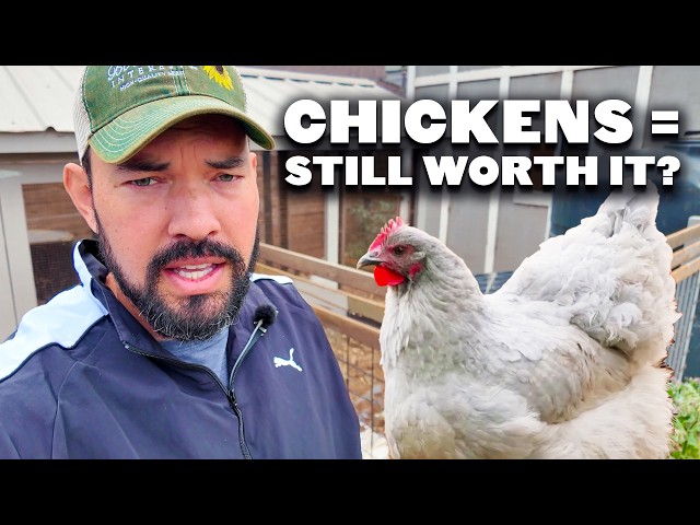 Backyard Chickens Are Overhyped (And Why I Still Keep Them)