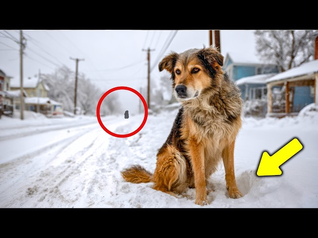 Dog Was Left Behind in Winter, He Waited for Them Every Day in the Snow