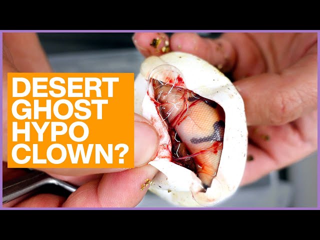 Cutting Our CRAZIEST Clutches of 2022! | #Hetflix 163