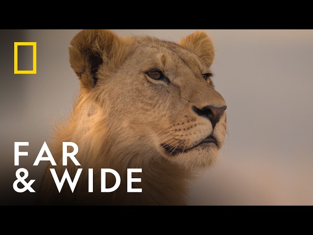 Leaving it All Behind | Lion | National Geographic UK