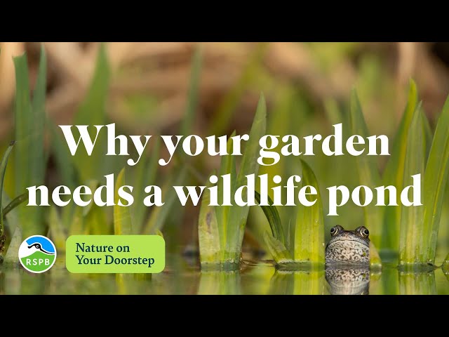Why your garden needs a wildlife pond | RSPB Nature on Your Doorstep