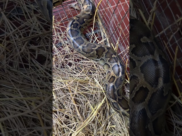 Burmese python/Pythonidae/snake #shorts #snake #python #ពស់ថ្លាន់ #burmese python #pythonidae