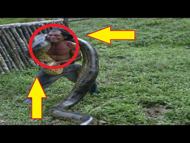 FIGHTING WITH A VERY BIG SNAKE | ANACONDA VS. HUMAN