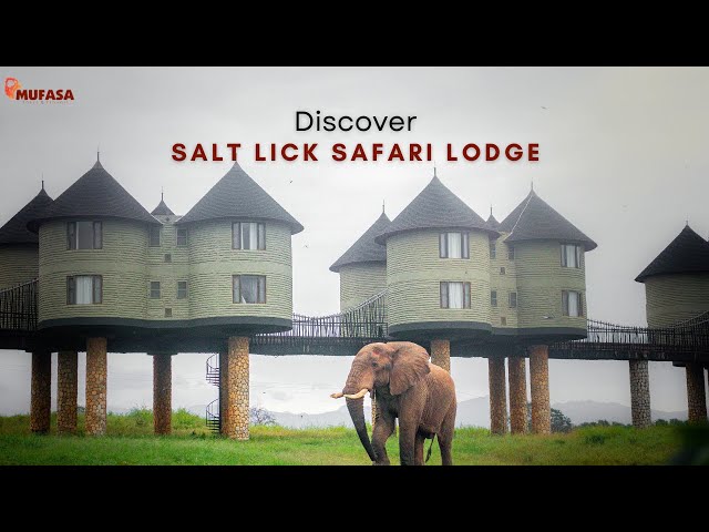 SALT LICK SAFARI LODGE | Where Wildlife Comes to You