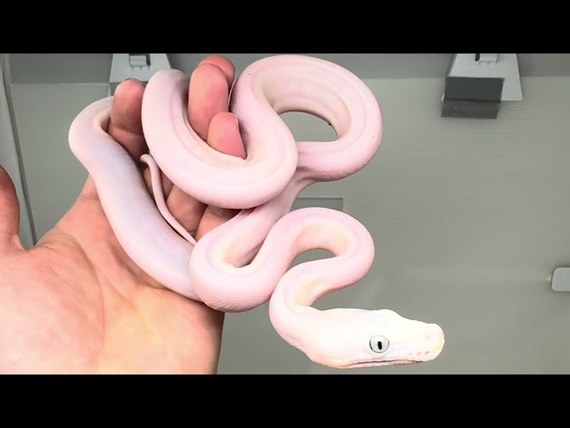 8/15/26 Golden Child Cow Female Reticulated Python 