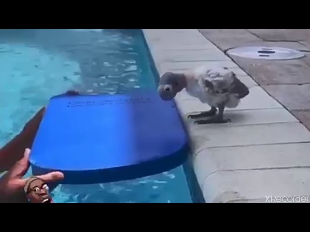 Flotation Device