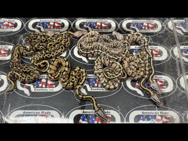 26bpC113 just hatched.