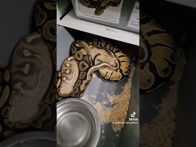 freeway x asphalt first lock❤️❤️❤️❤️❤️