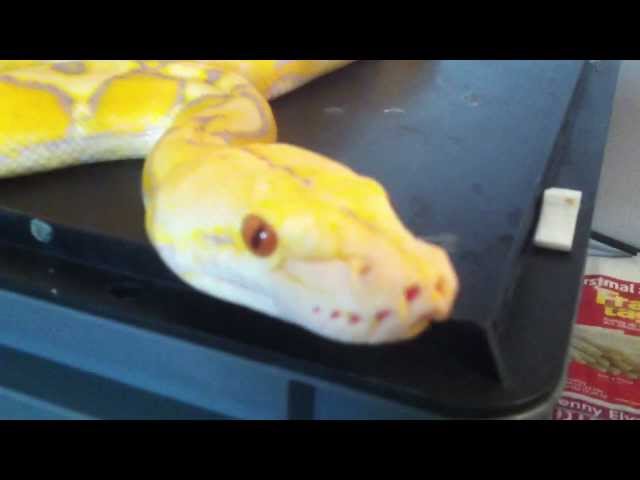 Sunfire-Purple-Albino Reticulated Python - 1,0