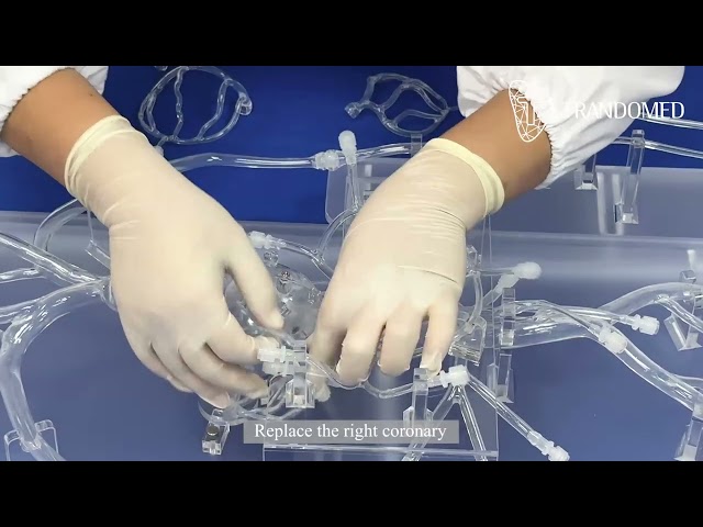 Vascular training model with 2 lesion replacement