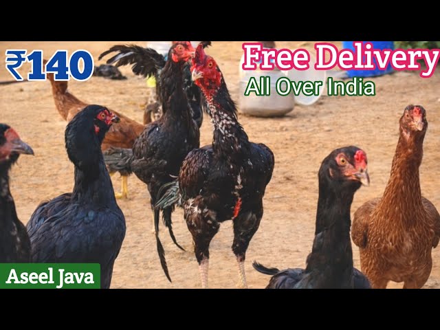 Aseel Murga for Sale | Java, Parrot Beak & Multi Colour | WhatsApp +91 6380636993 