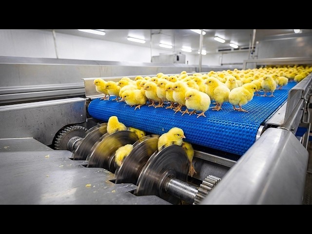 Inside a Massive Chicken Processing Plant | How Eggs Become Broilers | Full Factory Process