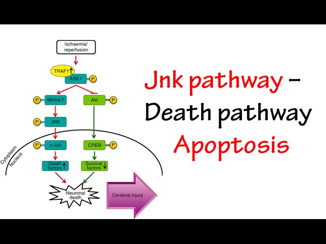 Jnk Pathway