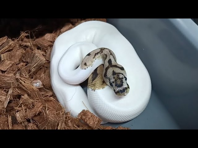 The Market SUCKS for ball pythons!!!