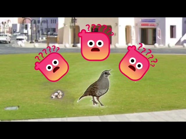 Q Video: To Go English Tutorials
