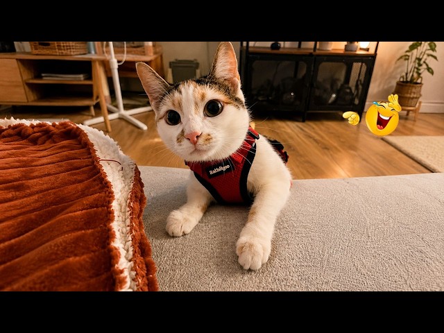 Funny Cat Fails 😂 | The Funniest Cat Fails Compilation
