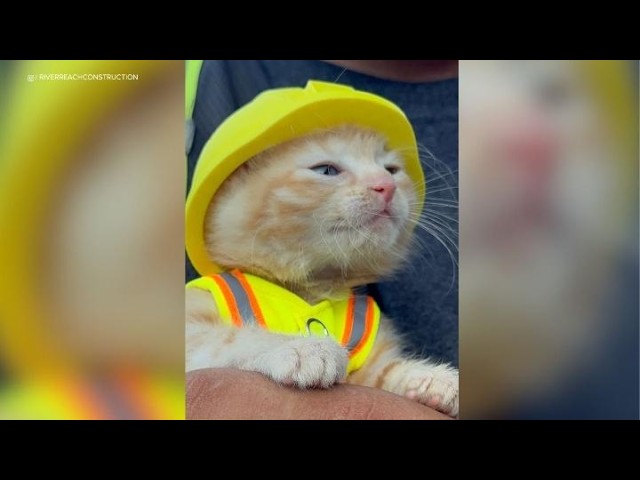 Kitten rescued from excavator becomes part of construction crew
