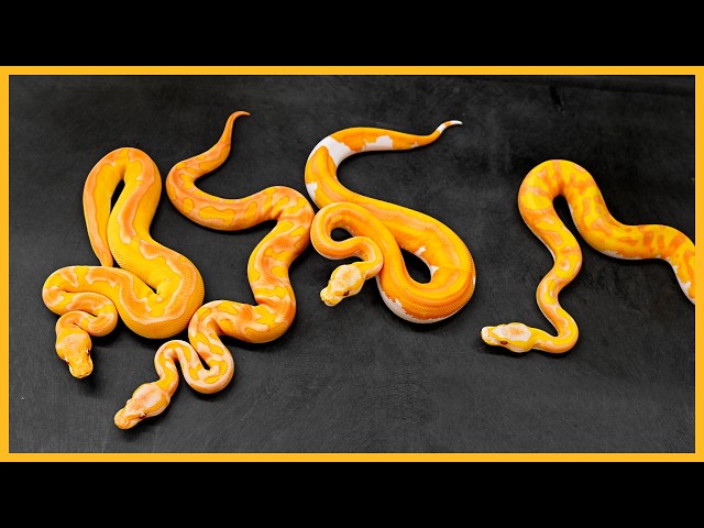 The Secret Ball Pythons We've Made This Year! 👀