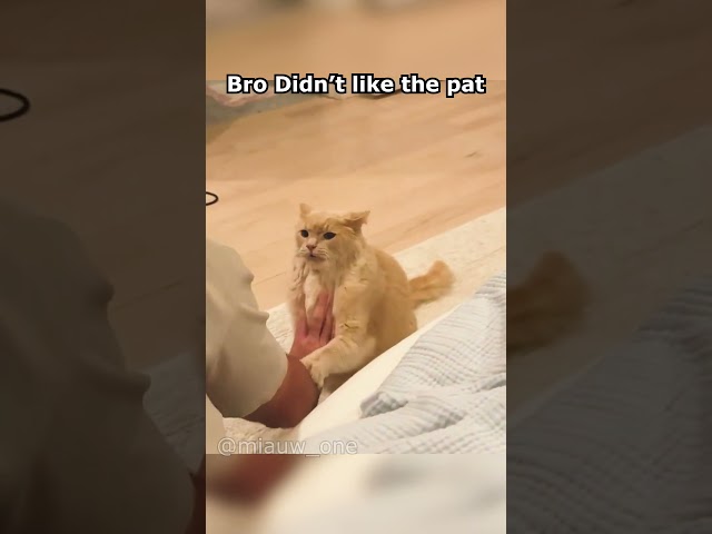 Bro Cat Didn't Like the PAT 😻😺🐱