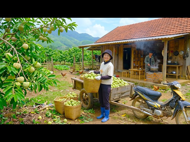 Harvesting Custard Apples for Market | Cooking Fish Soup with Mustard Greens on Our New Farm