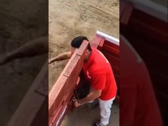 TORO MIURA DESTROZA PLAZA ROMPIÓ PUERTAS TORILES🐂 CASTA BRAVA Y AGRESIVIDAD PURA Y DURA #toro #miura