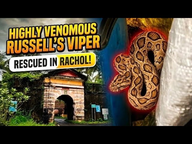 Highly Venomous Snake rescued in Rachol Raia | Nickson De lira | #snakerescueindia