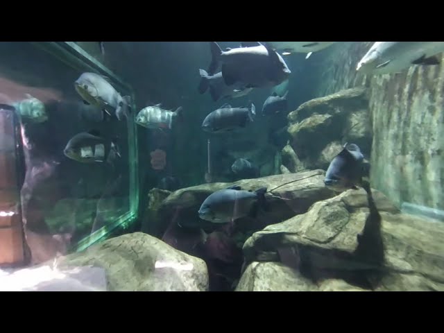 Peces en realidad virtual | Zoológico de Guadalajara | Episodio #33