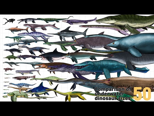 공룡 | Ancient marine repiles Size Comparison | 50 Sea Dinosaurs Size Comparison (Mosasaurus+49)