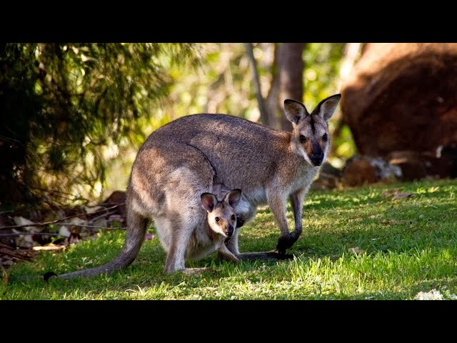 kangaroo  | The Most Relaxing Music  | Nature Relaxing | Meditation | Stress Relief