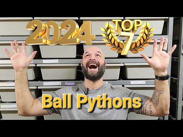 2024 Top 7 Ball Pythons Video