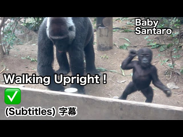 Baby Santaro Can Now Walk Upright! ｜Momotaro family, gorilla