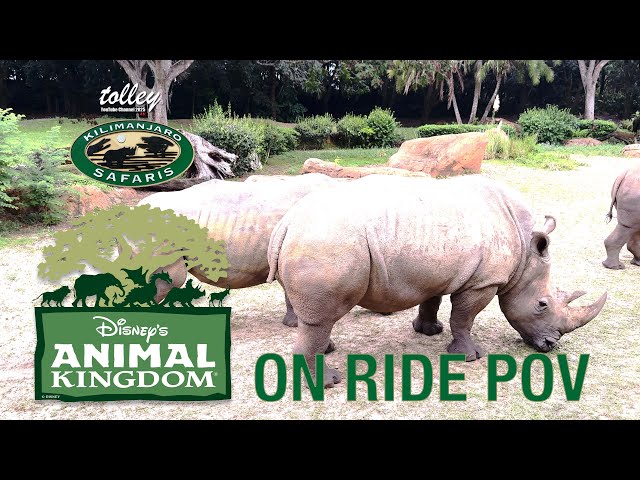 On Ride POV of Kilimanjaro Safaris at Disney's Animal Kingdom September 2025, Walt Disney World P2