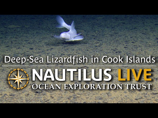 Deep-Sea Lizardfish in Cook Islands | Nautilus Live