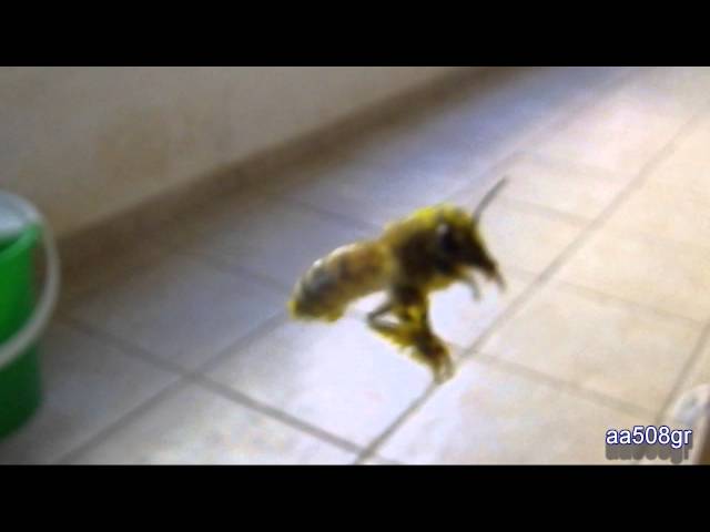 A friendly bee
