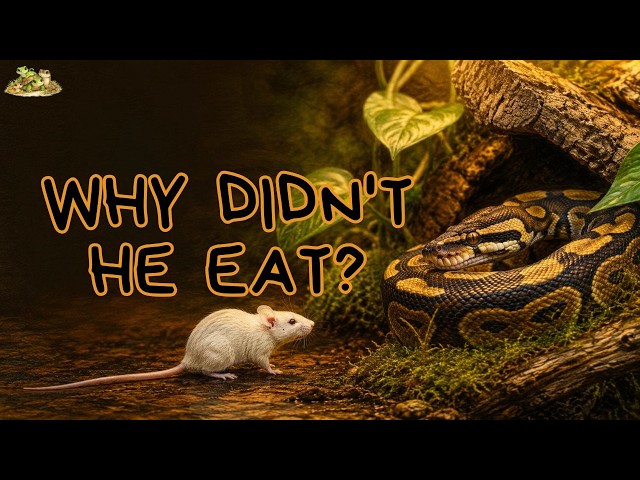 Why Ball Pythons Decide Food Can Wait