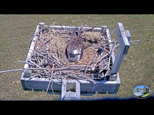 Osprey Webcam Cape Henlopen State Park, Lewes, Delaware