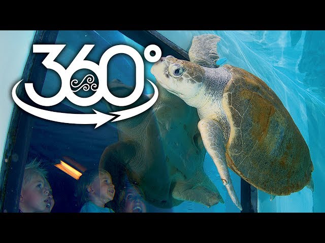 Swimming with Sea Turtles at Clearwater Marine Aquarium