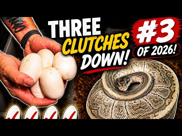 BALL PYTHON EGG CLUTCH #3 OF 2026!