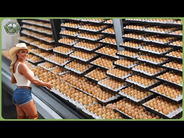 How Billions Chicken Eggs & Meat Are Produced – Massive Free-range Chicken Farming